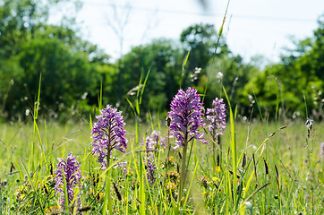 Image showing Summer flowers in the green grass