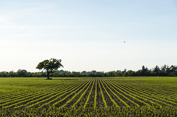 Image showing Farmers corn field by spring season