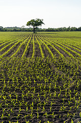 Image showing Farmers field with growing corn plants