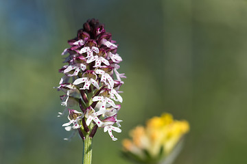 Image showing Burnt Orchid close up