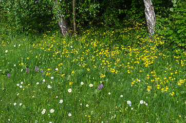 Image showing Summer flowers in a green grass area