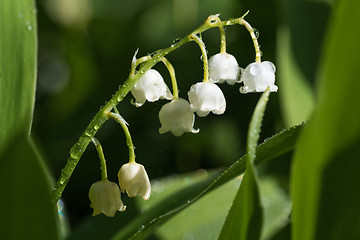 Image showing Lily of the valley flowers with dew drops