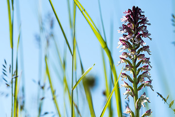 Image showing Orchid flower among grass straws