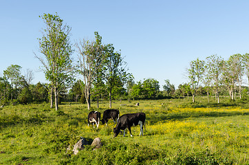 Image showing Gazing cows in a colorful landscape