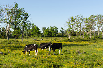 Image showing Cows grazing among blossom buttercup flowers