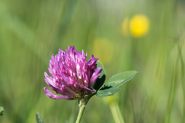 Image showing Pink clover flower head