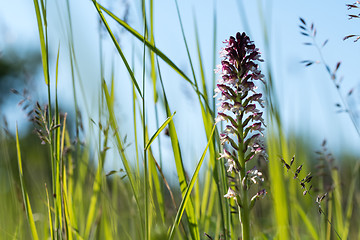 Image showing Wild orchid in green grass