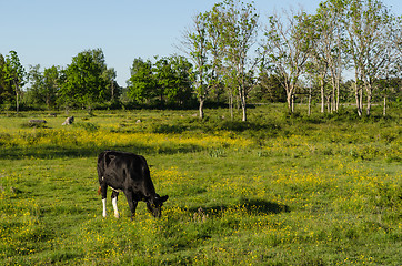 Image showing Grazing cow in a bright colorful pasture land