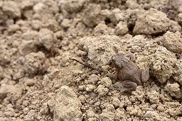 Image showing Small brown common toad with warty, dry skin