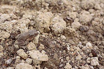 Image showing European toad with dry skin sits camouflaged among earth