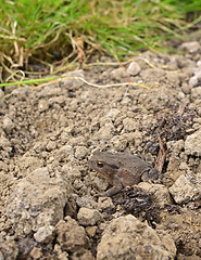 Image showing Small brown European toad sits on dry earth 