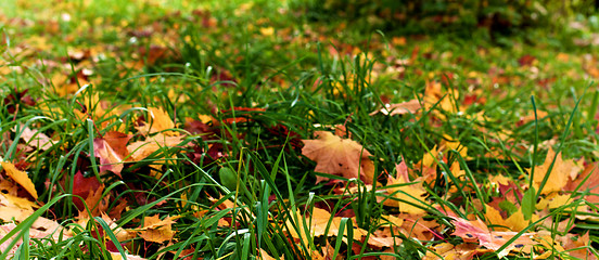 Image showing Maple Leafs in Grass