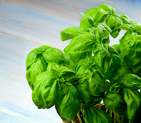 Image showing Fresh Green Basil 