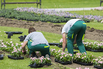 Image showing Two women planting flowers 