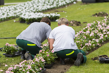 Image showing Two women planting flowers