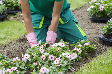 Image showing Woman planting flowers