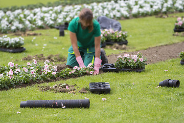 Image showing Woman planting flowers 