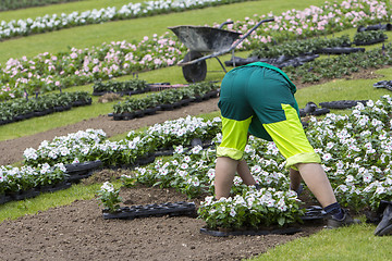 Image showing Woman planting flowers 