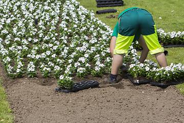 Image showing Woman planting flowers