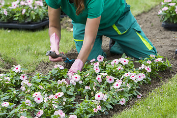 Image showing Woman planting flowers