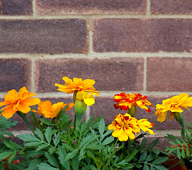 Image showing French marigold flowers against a brick wall 