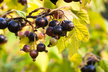 Image showing berries of black currant in the garden