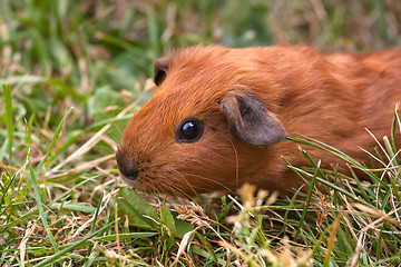 Image showing guinea pig in the grass