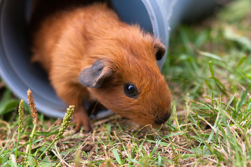 Image showing guinea pig gets out from the pipe