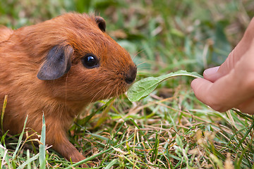 Image showing hand feeding guinea pig with dandelion