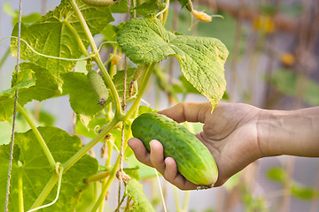 Image showing hand picking cucumber in the garden