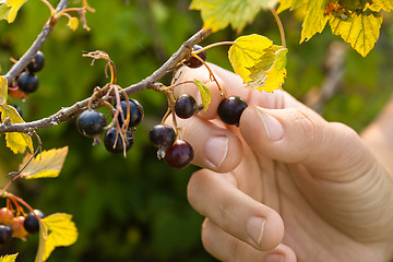 Image showing hand picking ripe berries of black currant in the garden