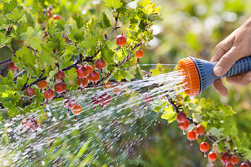 Image showing hand watering gooseberry bush in the garden, closeup