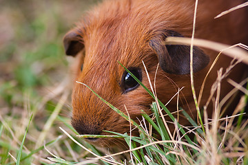 Image showing young guinea pig in the grass