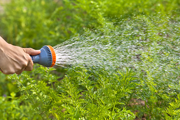 Image showing hand watering carrot in the garden