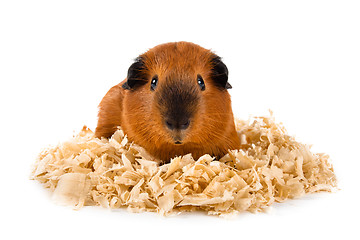 Image showing guinea pig on sawdust on white background