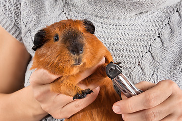 Image showing hands cutting claws of guinea pig with nail clipper