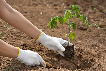 Image showing hands of gardener planting seedling of tomato