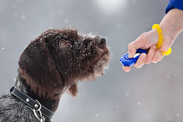 Image showing young hunting dog and hand with clicker