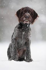 Image showing young hunting dog on the winter walking