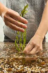 Image showing aquarist planting water plant in aquarium