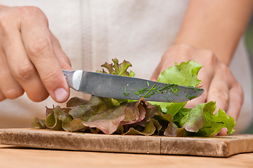 Image showing hands cutting fresh green lettuce (selective focus used)