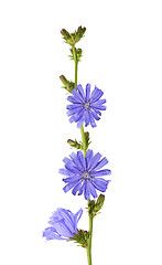 Image showing chicory flowers isolated on white background