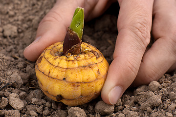 Image showing hand planting germinated bulb of gladiolus