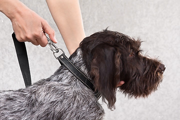 Image showing fastening the leash to collar of dog