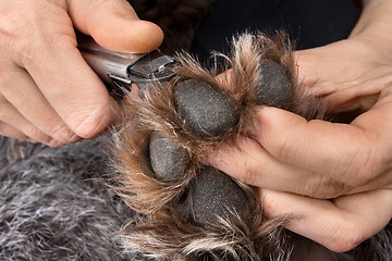 Image showing hands trimming claws of dog with clipper