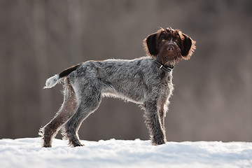 Image showing hunting dog on the winter walking