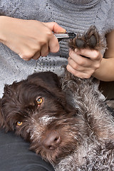 Image showing hands trimming toenails of dog