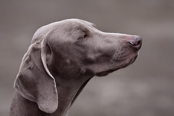 Image showing weimaraner dog