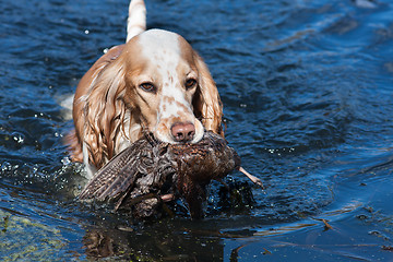 Image showing hunting dog holding a prey