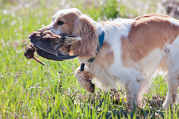 Image showing hunting dog holding a woodcock